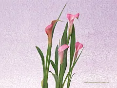 花之特写 - 插花艺术壁纸 162张 - 花卉艺术摄影/插花图片 Desktop Wallpaper of Flower Art104