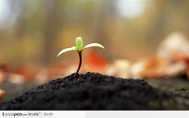 黑土地上培育的芽