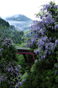 紫藤 ，北山，日本京都 