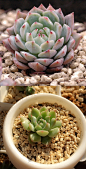 【蒂比】TP Echeveria Tippy
景天科拟石莲花属多肉植物
大概由于TP太顺口，因此现在更习惯的称呼是TP。TP 单头小巧，尺寸在在3-5CM间，但容易群生，TP叶片长匙形，前端斜尖，叶尖有点长，容易泛红，莲花形状紧密排列， 秋冬较包，夏季容易摊开，叶片颜色随季节不同而略有变换，从黄绿色到蓝白色。TP春季开花，蝎尾状花序，小花钟 型，橙色。
TP据说是静夜和吉娃娃的杂交品种。