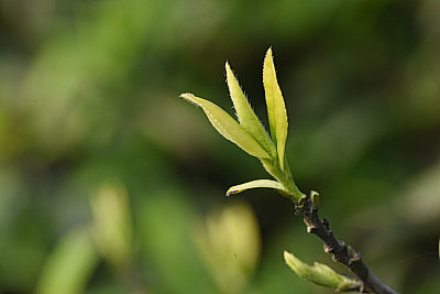 茶园嫩芽