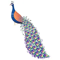 卡通孔雀  - 源文件下载【酷图网】卡通孔雀素材,孔雀,海报素材,可爱,素材,图片,包装,卡通孔雀,插画,插图,免扣,元素,卡通,手绘,手绘孔雀,标志,logo,简约,图案,图标,孔雀插画,儿童绘本,矢量孔雀Q版,动物,卡通动物,动画孔雀,简笔画,形象,趣味,印花,矢量,国潮,小孔雀,孔雀插图,孔雀羽毛,孔雀翎,孔雀尾,尾巴,渐变