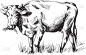 草图,母牛,牛,农业,图像,蹄,动物,绘制,手写,收集