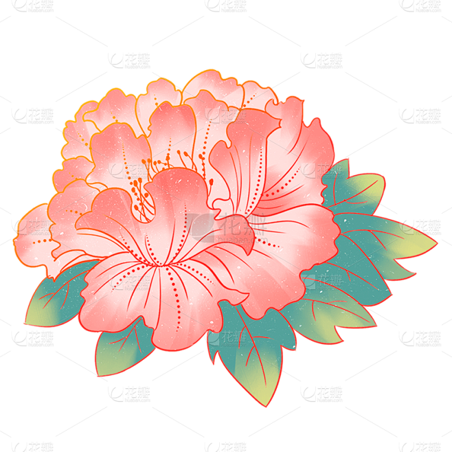 牡丹