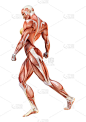 3D插图女性数字与肌肉地图上的白色