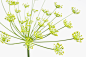 食品,环境,自然,植物学,影棚拍摄_85582673_Dill (Anethum) Graphic plant portrait_创意图片_Getty Images China