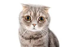 点击来源直接获取大图文件 |Portrait of a cat close-up. Breed Scottish Fold..