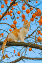 be6ad69bgy1h9013ef2fnj20zk1hc4pz.jpg (1280×1920)