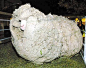 新西兰一只17岁（相当于人类的99岁）绵羊6日被实施安乐死，不少新西兰人为它哀悼。这只名为“史莱克”的绵羊之所以闻名，是因为它为逃避剪毛，独自躲藏在山洞中7年。被发现时身上的羊毛重达27公斤，这些羊毛足够织20件男式毛衣。