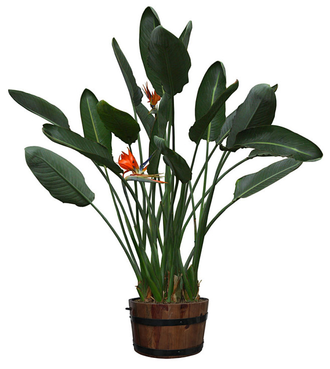 植物盆栽psd素材30psd素材下载-生...