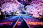 21 Of The Most Beautiful Japanese Cherry Blossom Photos Of 2014 : Although the sakura, or cherry blossom, tends to be associated with Japanese culture, this delicate pink blossom's beauty is appreciated in cities around the world. Come springtime, these s