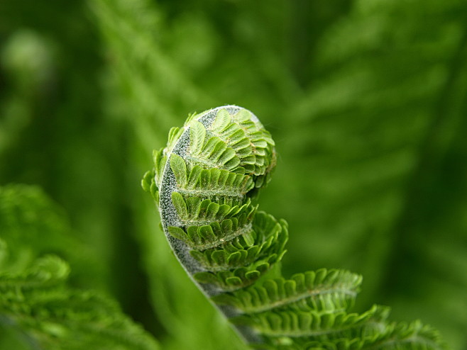 野生绿色蕨类植物