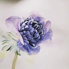 水彩--银莲花 - 高清图片，堆糖，美图壁纸兴趣社区