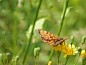 Provençal贝母(Melitaea deione)用它的喙从黄花上采集花蜜