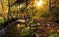 森林，樹木，小河，步道，橋樑，石頭，太陽光線 壁紙 - 2560x1600