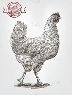 的草图brood-hen