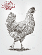 的草图brood-hen