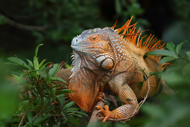 全部尺寸 | Green Iguana ...