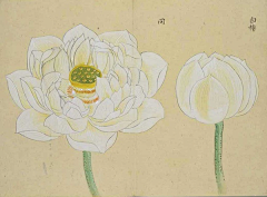潘志勇采集到花