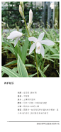 白芨'冰晶'养护知识