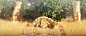 008cAjPIly1hhslc8goufj31hc0mjwye.jpg (238 B,1920*811)