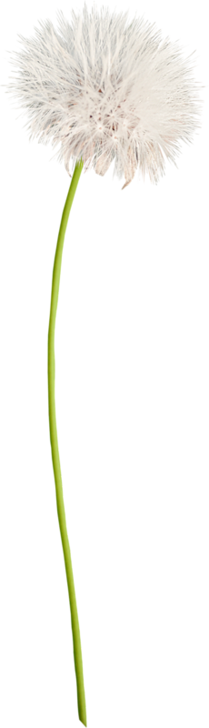 花草植物素材 蒲公英