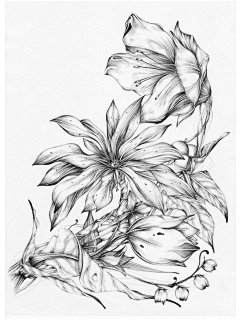 Florian23采集到花 手绘稿