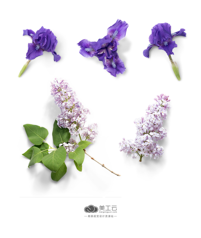 SPRING春季花草元素_PNG：