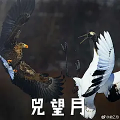  楚留香手游#一千零一个江湖梦# 武当拟鹤发动技能表情包@天机阁吃瓜弟子 @楚留香手游 ​