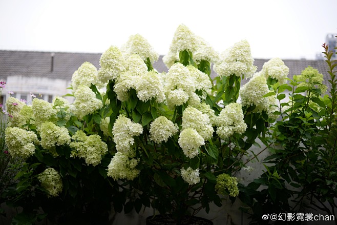 圆锥绣球