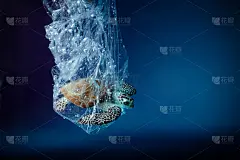塑料袋里的海龟在海里。Platic污染问题。世界海洋日的概念。环境的概念。_5176359997