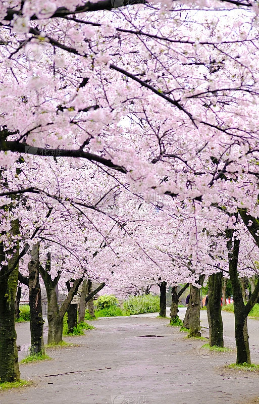 软粉色樱花盛开巷子里。美丽的风景公园，一排排盛开的樱花树在春天，日本大阪素材-花瓣网