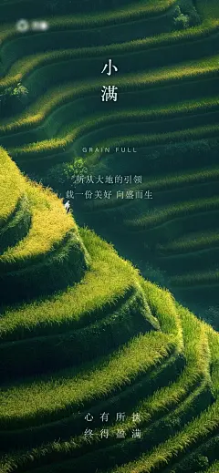 小满节气海报_1_免费下载_来自小红书网页版