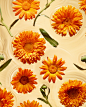 KMA still life photographer Daniel Lindh creates a water oasis using Calendula flowers