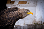 General 6000x4000 Germany nature animals Nikon eagle photography