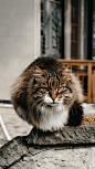 pexels-ikbal-alahmad-11399465