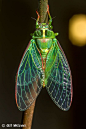 Neuroptera-Gil Wizen