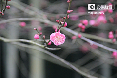 墨迹时景么么哒采集到花