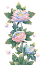 梦幻牡丹花卉花朵泡泡植物