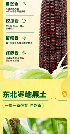 麦麦麦麦旋风ヾ采集到玉米