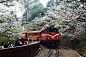 以梦为马，坐上开往樱花的列车 唯美日系樱花美图