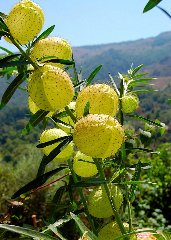 Asclepias fruticosa ...