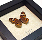 Junonia Coenia male Buckeye butterfly | Real Butterfly Gifts Framed Butterflies and Insect Displays