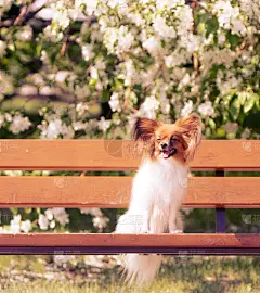 蝶耳犬在一张木凳上摆姿势，背景是一棵盛开的苹果树。