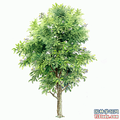 最全100-1张精美园林植物水彩效果图（拉丁名+种名） - 手绘效果图 - 园林学习网 - 10年专注！最大最精最专一的园林景观行业交流平台 - 手机版
