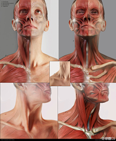 早已冰冷采集到【人体】肌肉  骨骼   动势