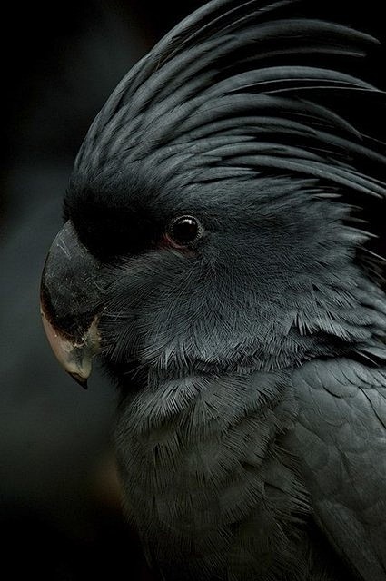 Rare Black Cockatoo