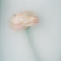 Flowers for the unicorn : Personal project "Flowers for the Unicorn"