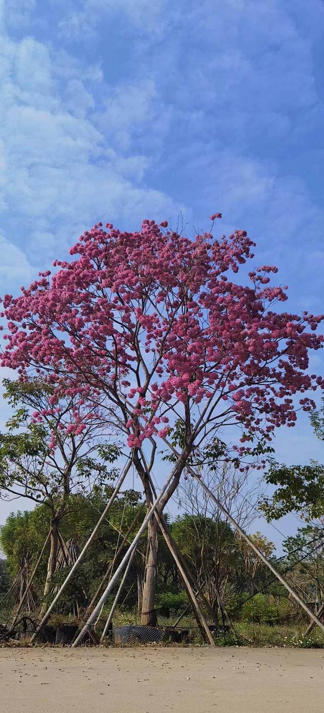 紫花风铃木