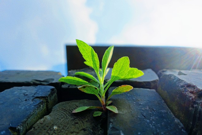 石缝嫩芽